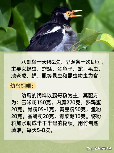 八哥影院视频在线观看 - 2025最新高清电影电视剧免费追剧平台（无广告/蓝光画质/每日更新）