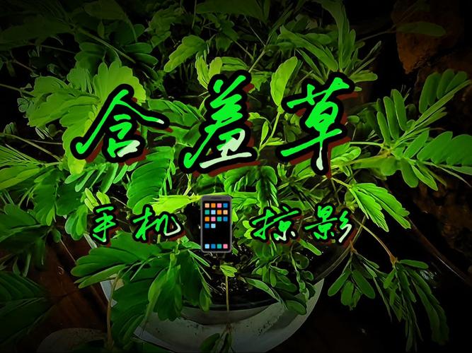 女人18在线观看的相关介绍